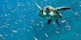 Agencia de Viajes en Buenos Aires. Destino: Galápagos