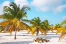 Cayo Largo. Cuba. Paquetes all inclusive desde Argentina. Financiaciones. Último minuto. Consultas a info@puravidaviajes.com.ar Tel. (11) 5235-6677