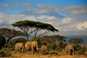 Kenia y Tanzania con. Paquetes desde Argentina. Financiaciones. Consultas a info@puravidaviajes.com WhatsApp: 1130803344