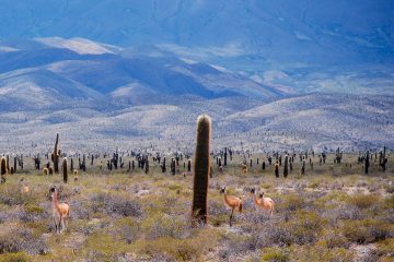 Salta y Purmamarca 9. Paquetes desde Argentina. Financiaciones. Consultas a info@puravidaviajes.com WhatsApp: 1130803344
